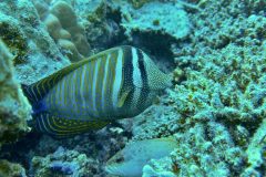 diveandtravel_coraya-bay_2025_046