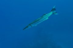 diveandtravel_coraya-bay_2025_049