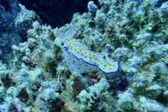 diveandtravel_coraya-bay_2025_050