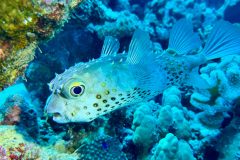 diveandtravel_coraya-bay_2025_051