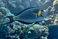 diveandtravel_coraya-bay_2025_053