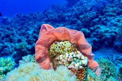 diveandtravel_coraya-bay_2025_054