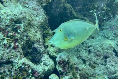 diveandtravel_coraya-bay_2025_055