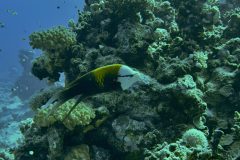 diveandtravel_coraya-bay_2025_057