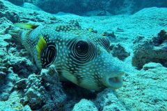 diveandtravel_coraya-bay_2025_058