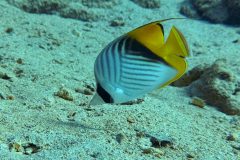 Falter- Wimpelfische