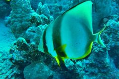 diveandtravel_coraya-bay_2025_061