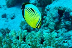 Falter- Wimpelfische