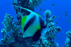 Falter- Wimpelfische