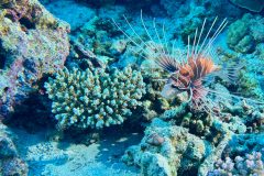 diveandtravel_coraya-bay_2025_064