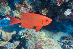 diveandtravel_coraya-bay_2025_065