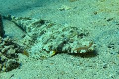 diveandtravel_coraya-bay_2025_066