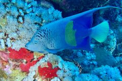 diveandtravel_coraya-bay_2025_069