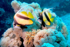 Marsa Alam - Coraya Bay
