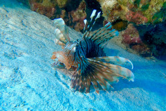 Marsa Alam - Coraya Bay