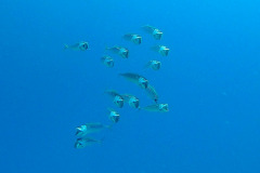 Marsa Alam - Coraya Bay