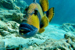 Marsa Alam - Coraya Bay