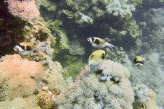 Marsa Alam - Coraya Bay