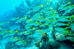Marsa Alam - Coraya Bay