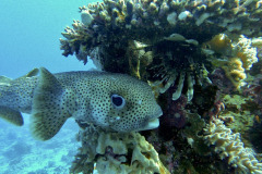 Marsa Alam - Coraya Bay