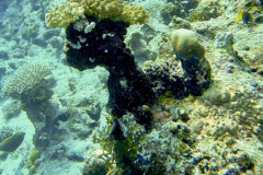 Marsa Alam - Coraya Bay