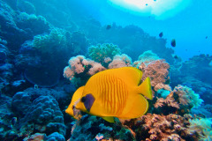 Marsa Alam - Coraya Bay