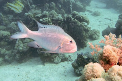Marsa Alam - Coraya Bay