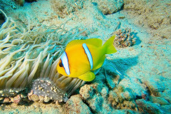 Marsa Alam - Coraya Bay