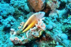 Marsa Alam - Coraya Bay