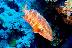 Marsa Alam - Coraya Bay