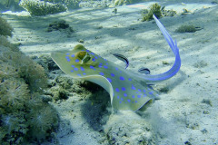 Marsa Alam - Coraya Bay