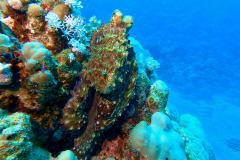 Marsa Alam - Coraya Bay