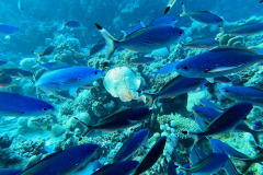 Marsa Alam - Coraya Bay