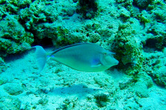 Marsa Alam - Coraya Bay