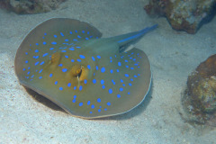 Marsa Alam - Coraya Bay