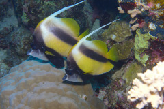 Marsa Alam - Coraya Bay