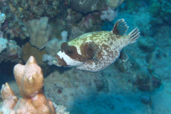 Marsa Alam - Coraya Bay