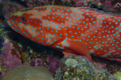 Marsa Alam - Coraya Bay