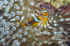 Marsa Alam - Coraya Bay