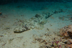 Marsa Alam - Coraya Bay