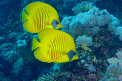 Marsa Alam - Coraya Bay