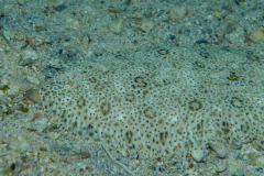Marsa Alam - Coraya Bay