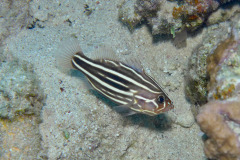 Marsa Alam - Coraya Bay