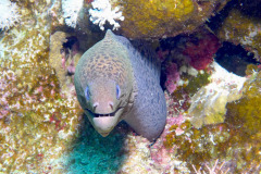 Marsa Alam - Coraya Bay