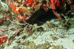 Cozumel36a