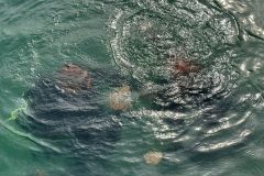 DiveAndTravel - Schnuppertauchen & Refresher-Kurs