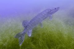 DiveAndTravel - Schnuppertauchen & Refresher-Kurs