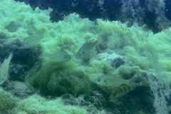 DiveAndTravel - Schnuppertauchen & Refresher-Kurs