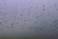 IMG_4238