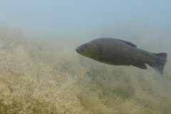 IMG_4240